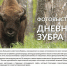 Выставка «Дневник зубра». Анонс - Национальный парк Орловское полесье